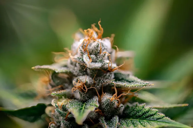 Terpenes Decoded: How to Shop Cannabis Like a True Connoisseur
