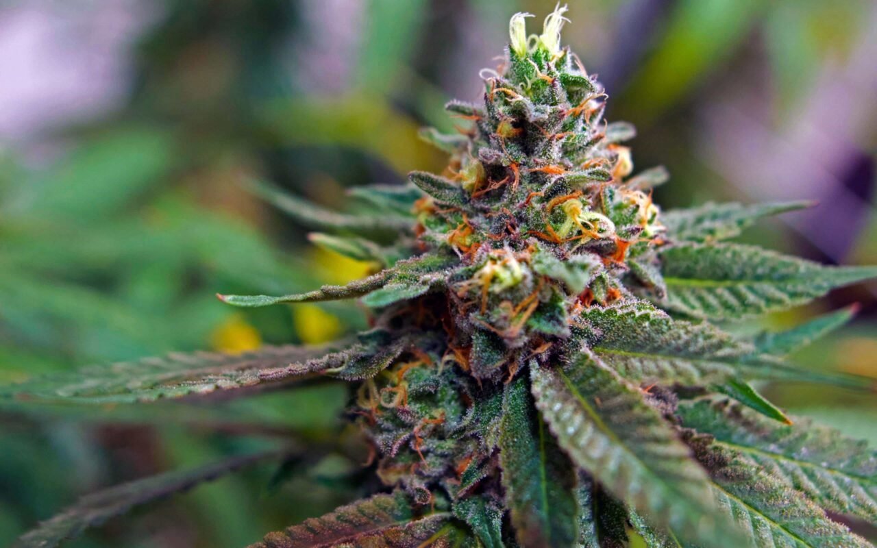 legit online dispensary shipping worldwide