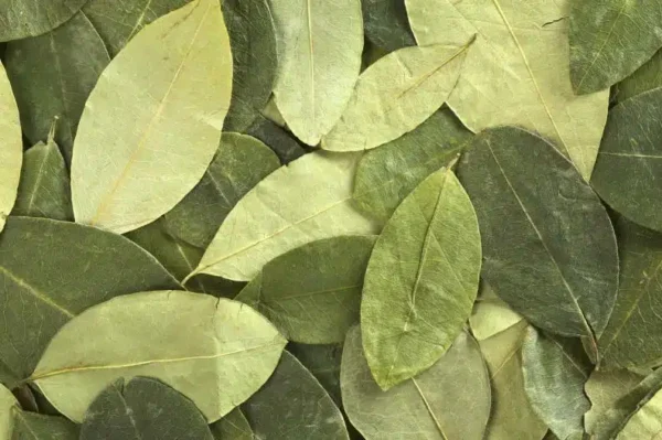 Where to buy coca leaves in Australia Online