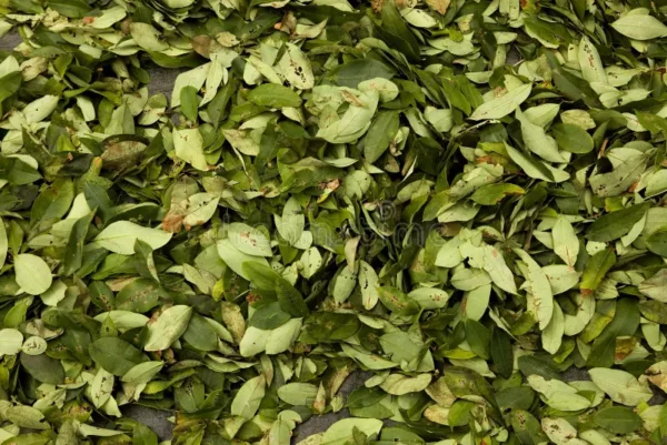 buy coca leaves in UK Online