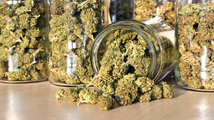 Buy Bulk Cannabis Online